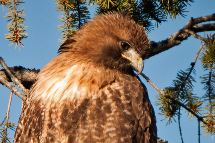 red-tailed hawk