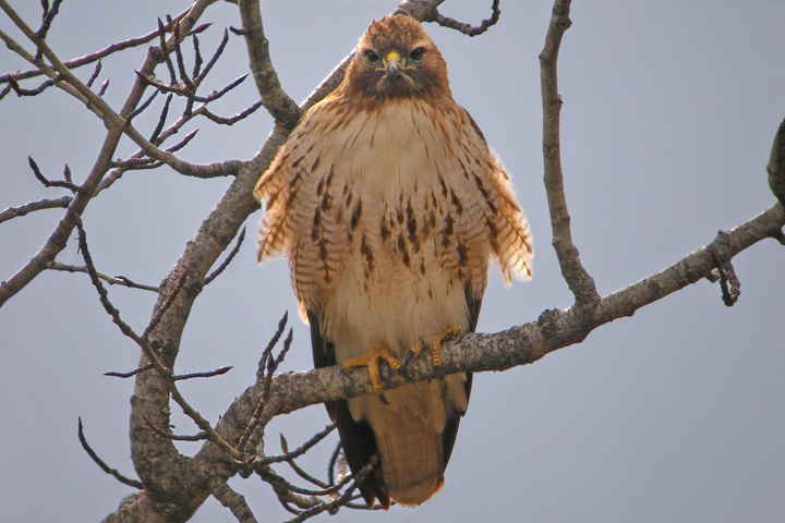 red-tailed hawk