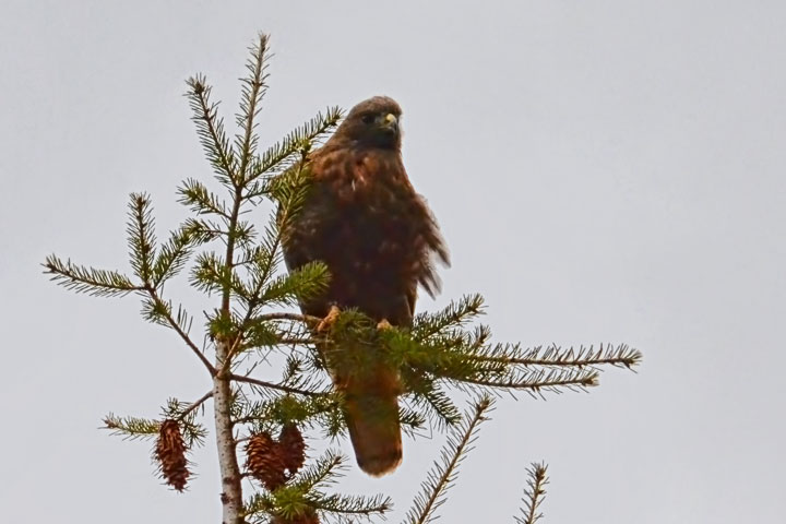 red-tailed hawk