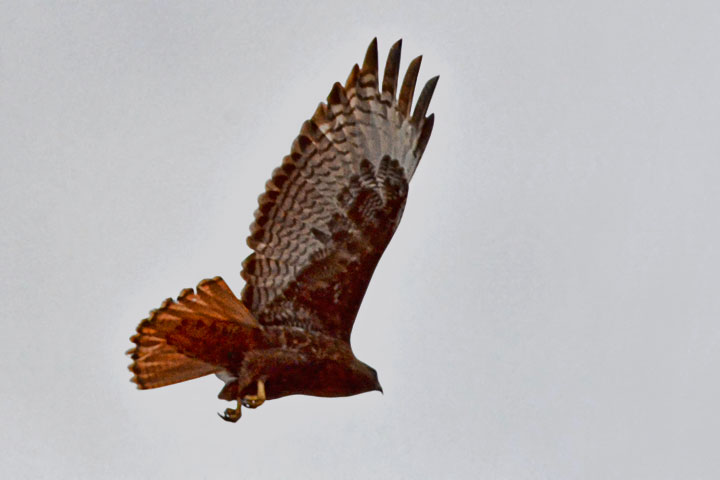 red-tailed hawk