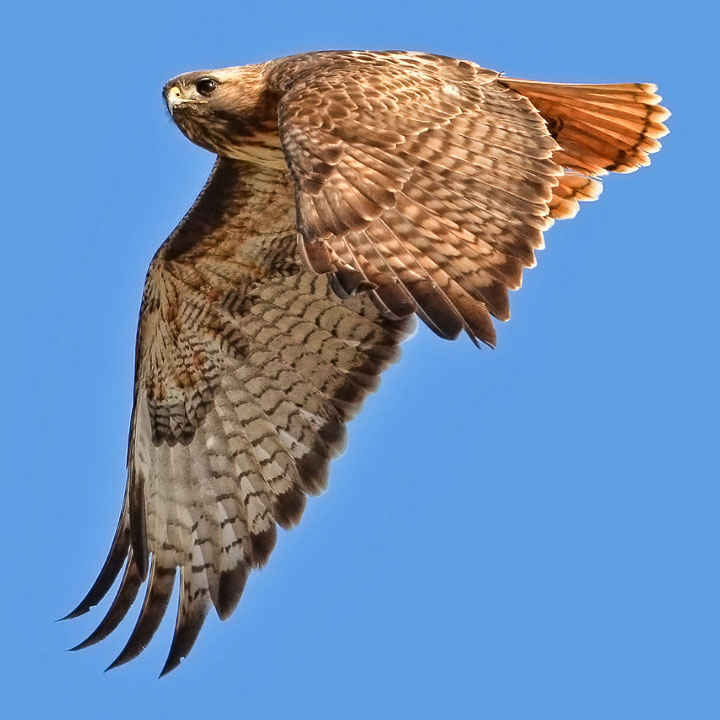 red-tailed hawk