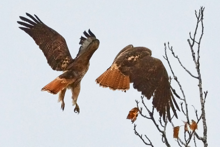 red-tailed hawk