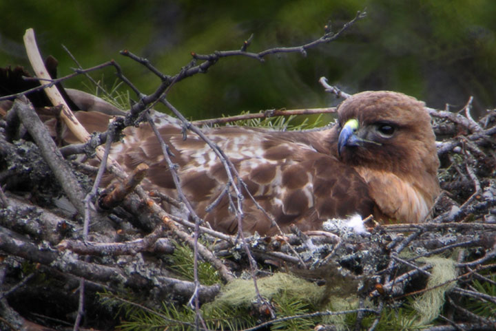 red-tailed hawk