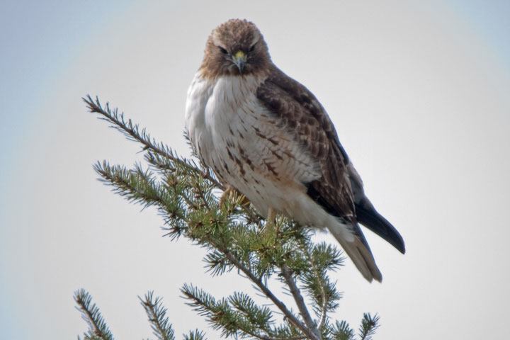 red-tailed hawk