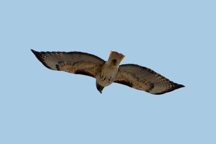 red-tailed hawk