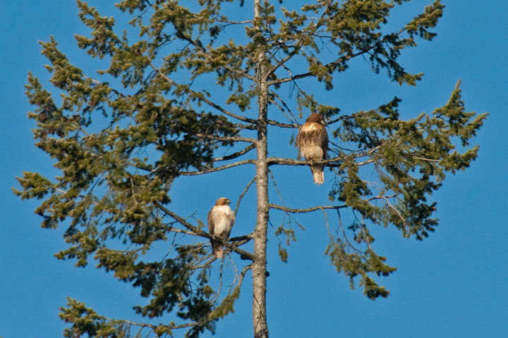 red-tailed hawk