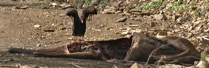 turkey vulture