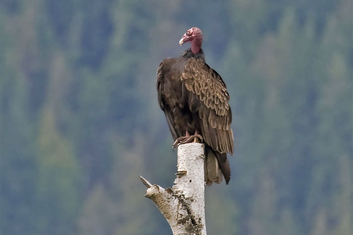 turkey vulture on a snag