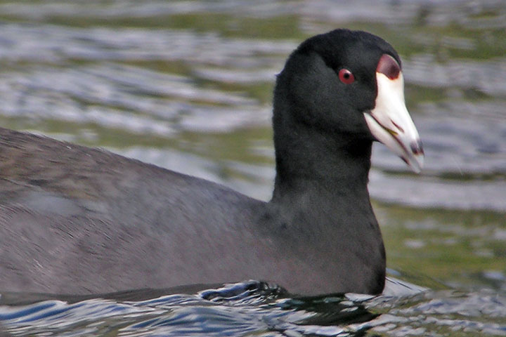American coot