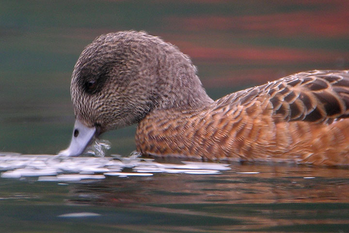 wigeon male