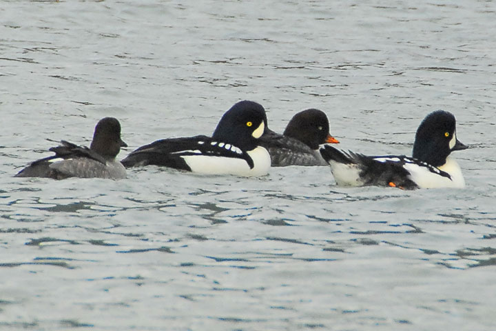 Barrow’s Goldeneye