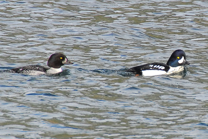 Barrow’s Goldeneye males