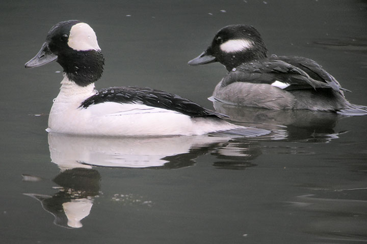 bufflehead ducks