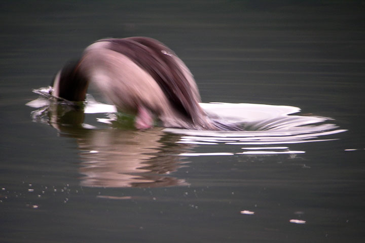 diving bufflehead