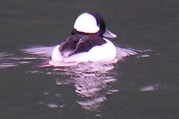 bufflehead buck