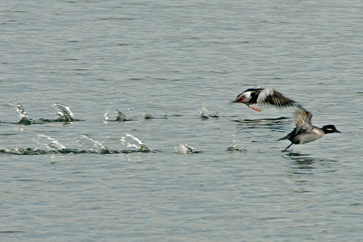 greater scaups and a redhead ducks