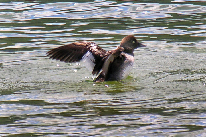 common goldeneye, female