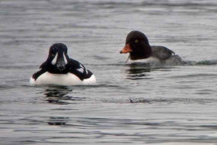 barrow's goldeneyes