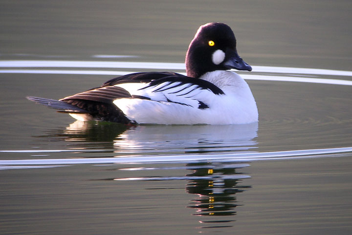 Common Goldeneye Duck, male