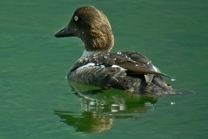 common goldeneye, female