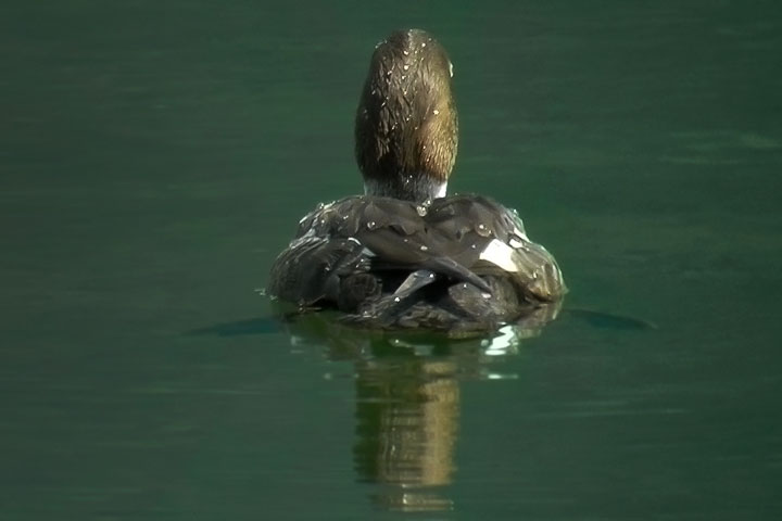 common goldeneye, female