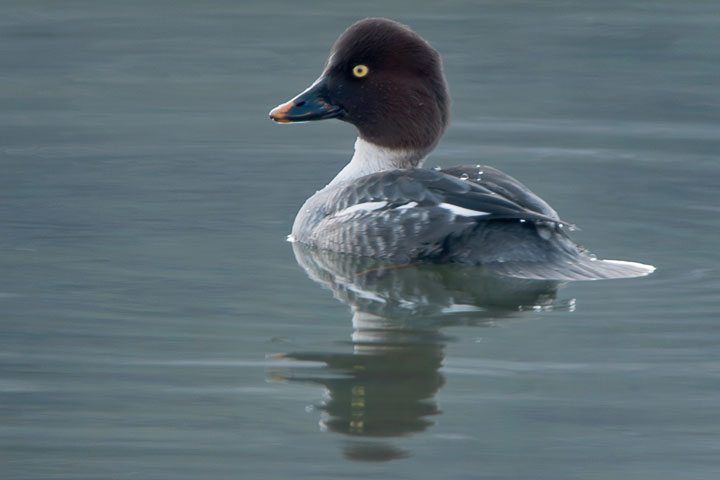 common goldeneye female