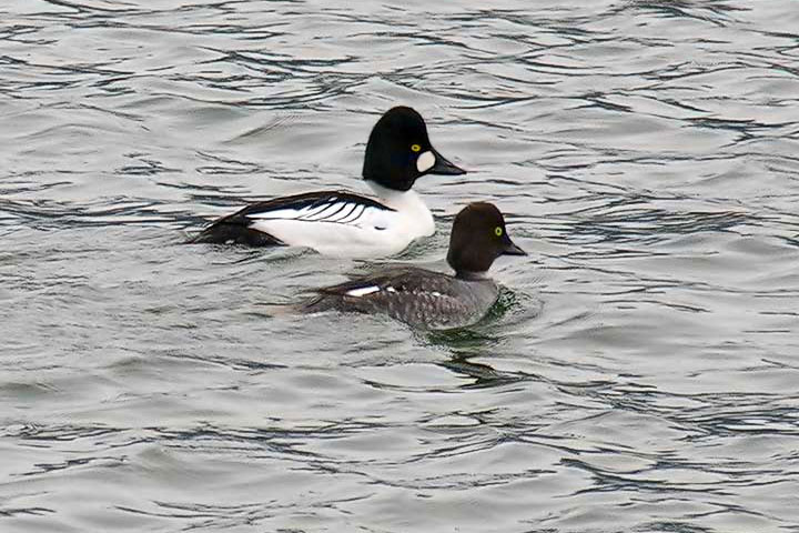 common goldeneye couple