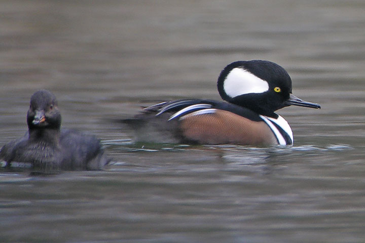 hooded merganser