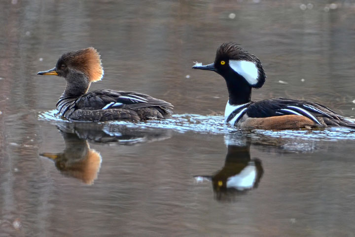 hooded merganser