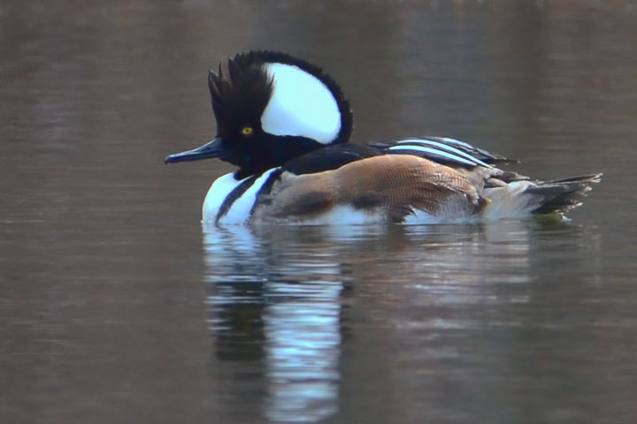 hooded merganser