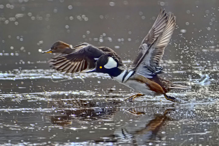 hooded merganser