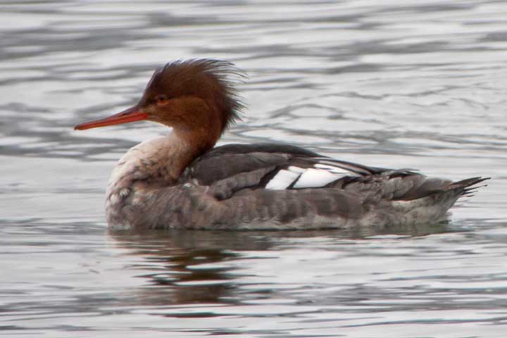 red-breasted merganser