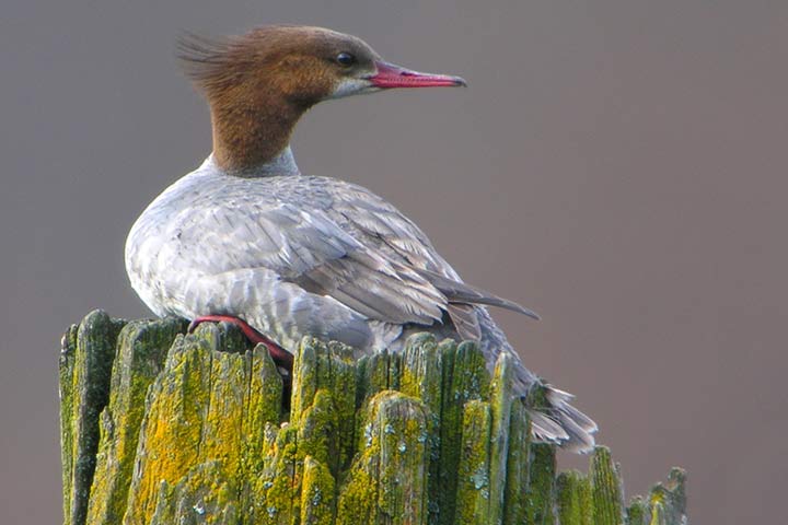 Common Merganser, female