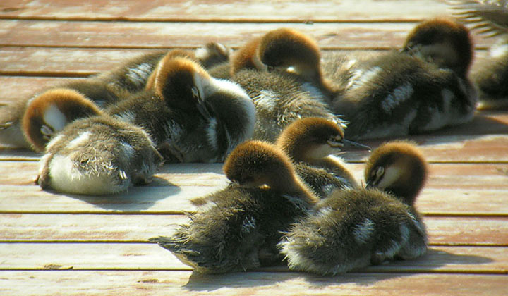 merganser chicks