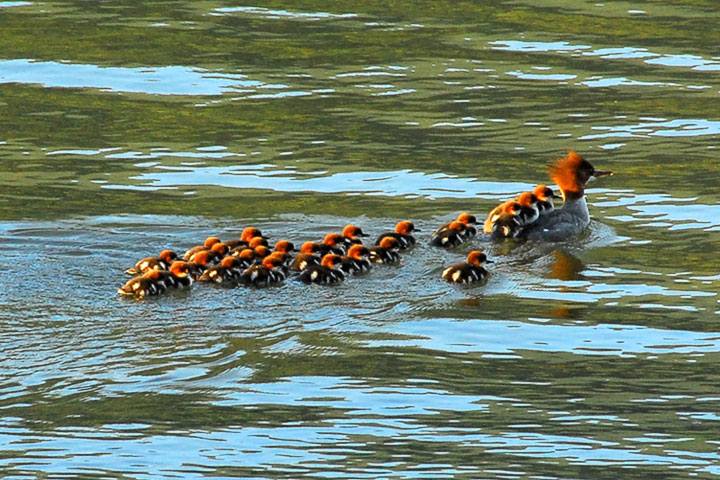 merganser