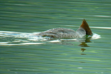 merganser hunting