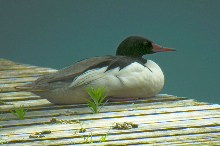 merganser, male