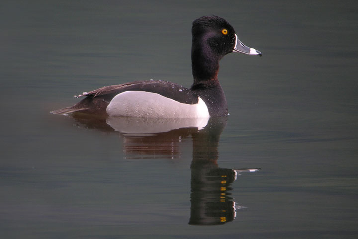 ring-necked duck, male