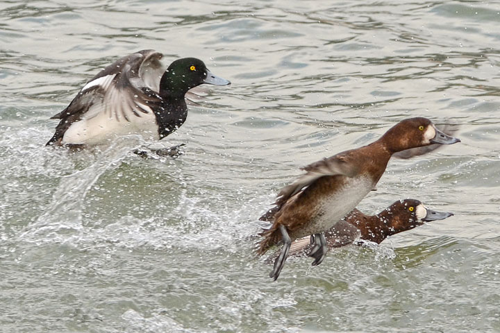 greater scaups