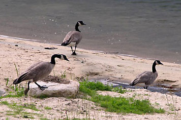 Canada Geese