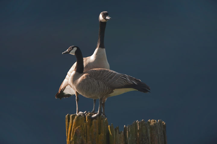 Canada Geese on piling