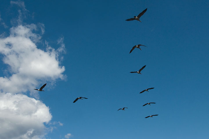 Canada Goose in V formation