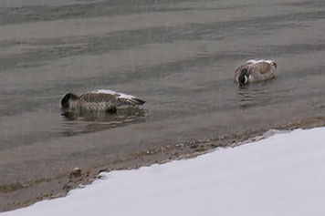 Canada Geese dipping