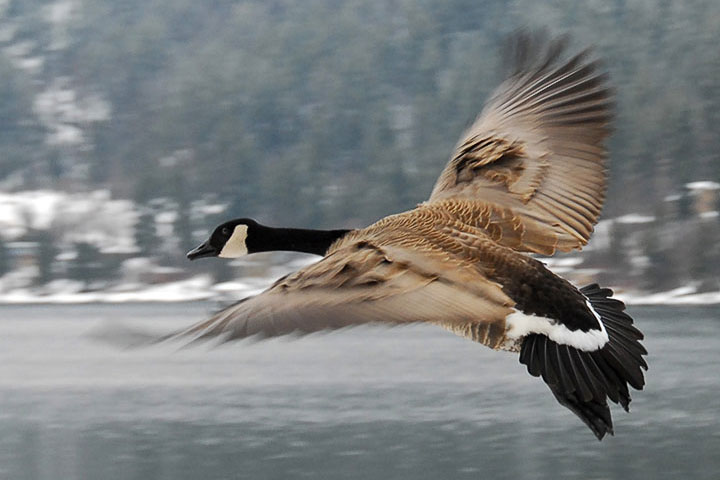 A Canada Goose flies by