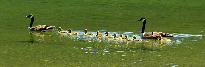 Canada Goose floating