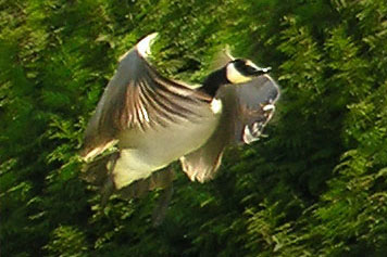 Canada Geese take off