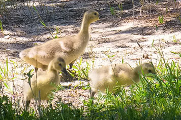 Canada Geese