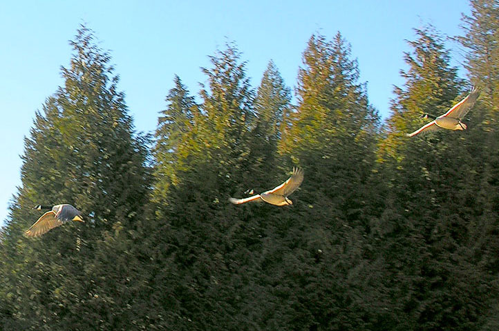 Canada Goose in flight