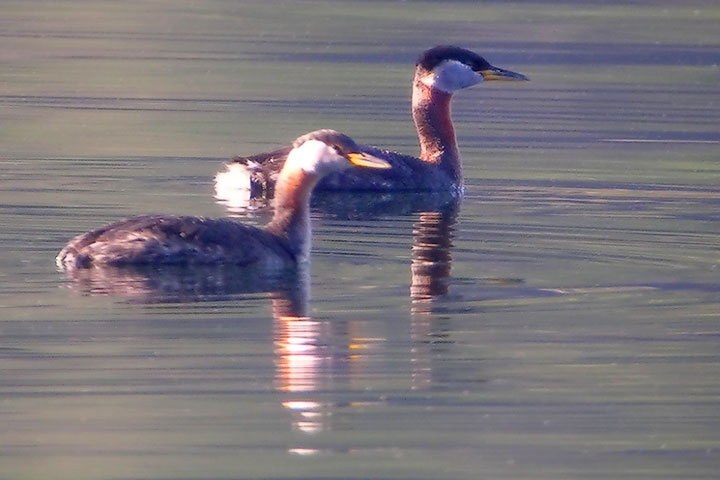 Red-necked Grebe