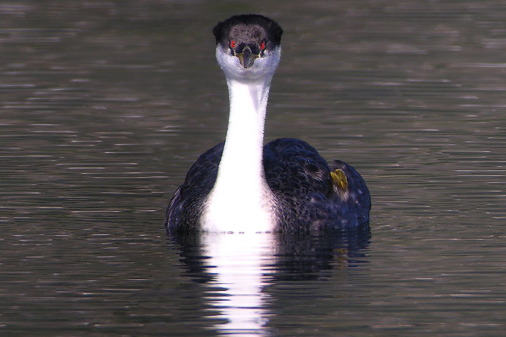 Western Grebe